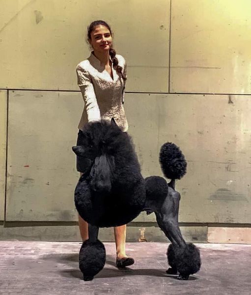 CANICHES GIGANTES NEGRO EL YOC EDWARD ,CANICHES GIGANTES EN ESPAÑA,CANICHES EN ESPAÑA,CANICHES GIGANTES ESPAÑA,CRIADERO DE CANICHES GIGANTES EN ESPAÑA, caniche gigante en españa, caniche gigante, standard poodle, caniche,