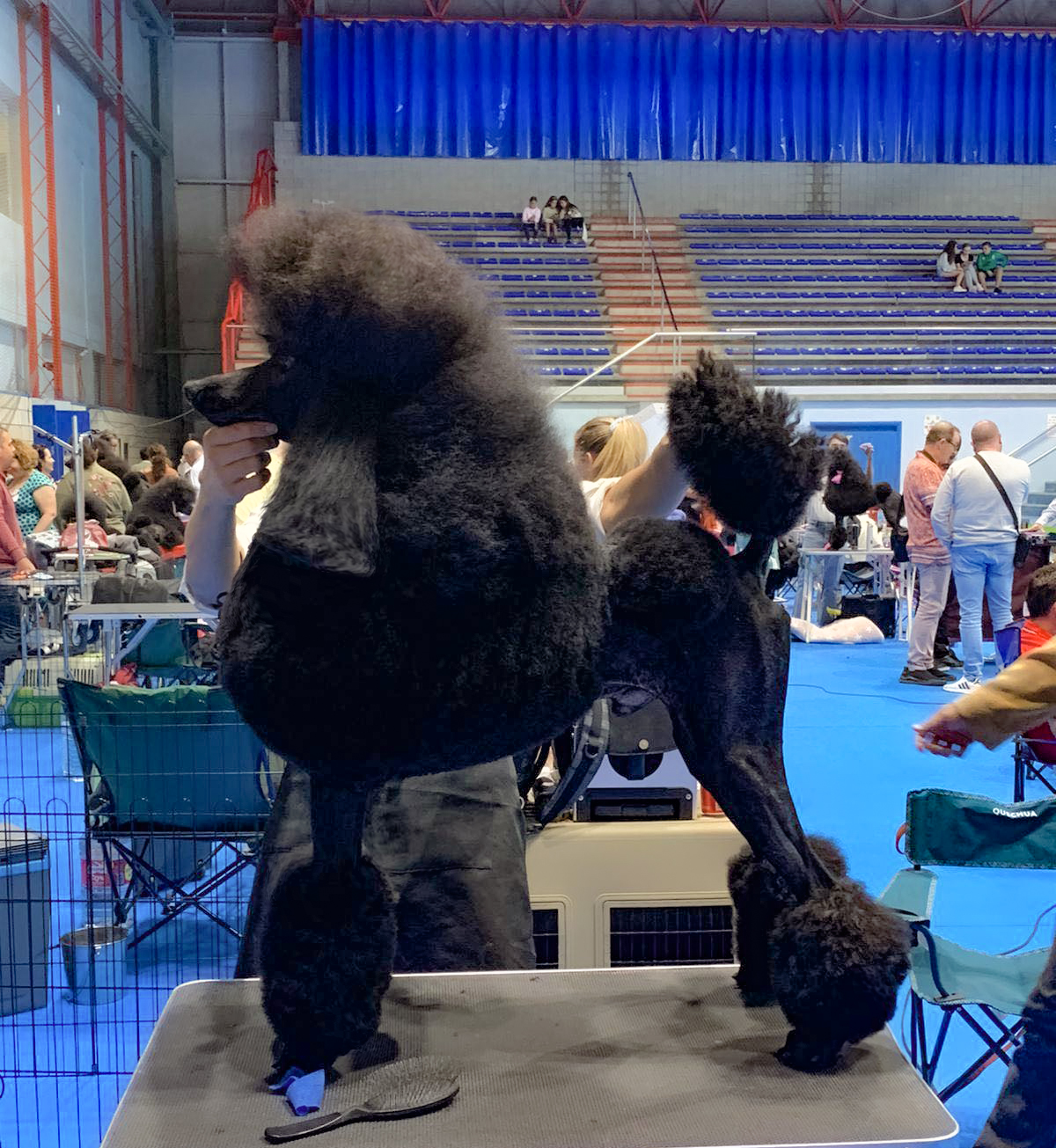 Jagger campeón Gibraltar JOVEN, padre de cachorros de caniche gigante en venta