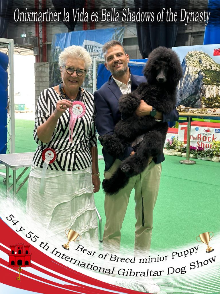 Bella Gibraltar Dog Show