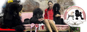 caniche gigante , caniches gigantes