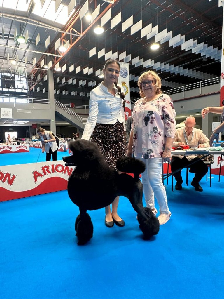 Bella en exposicion - Caniche Gigante Negro