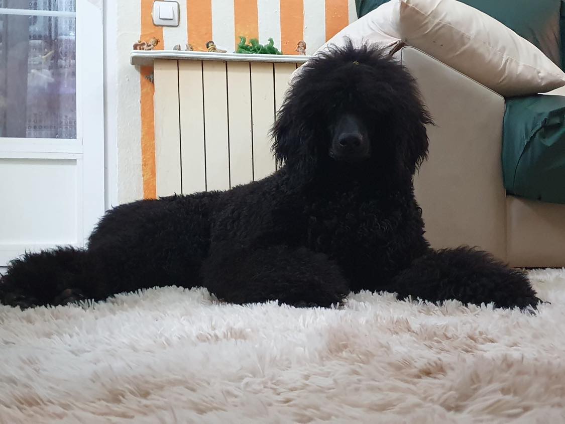 Athenea 2