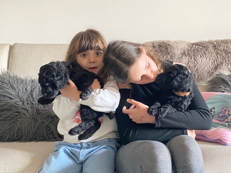 Cachorros de Caniche Gigante recién nacidos con su madre