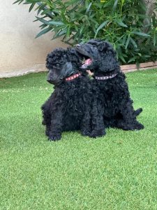 Cachorros de Caniche Gigante negros - Cuidados y socialización temprana