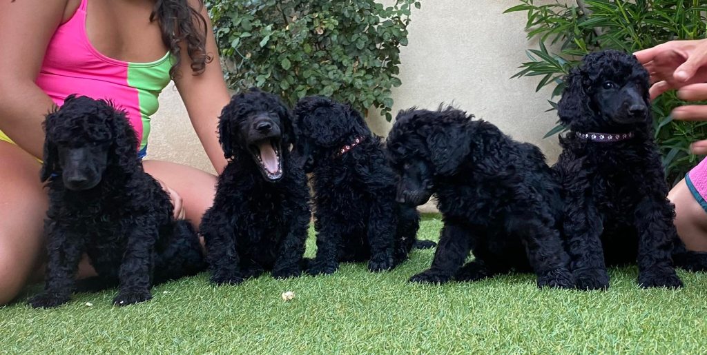 Cachorros de caniche gigante negro en criadero de Toledo