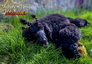 Reproductor de Caniche Gigante de élite en el criadero M&Z Shadows of the Dynasty Toledo