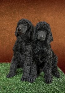 Cachorros de Caniche Gigante vacunados y con cartilla sanitaria - criadero en Toledo