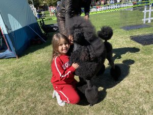 Acompañamiento personalizado en la compra de Caniche Gigante - criadero Toledo España