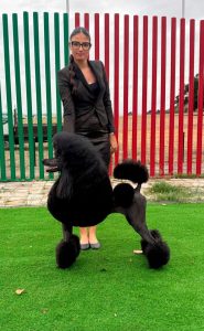 Bela - Caniche Gigante negro campeona en Punto Obligatorio de Santaren Portugal 2025 - Criadero en Toledo