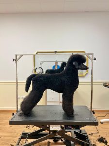 Comunidad Poodle of the Dynasty en Instagram - seguimiento de caniches gigantes