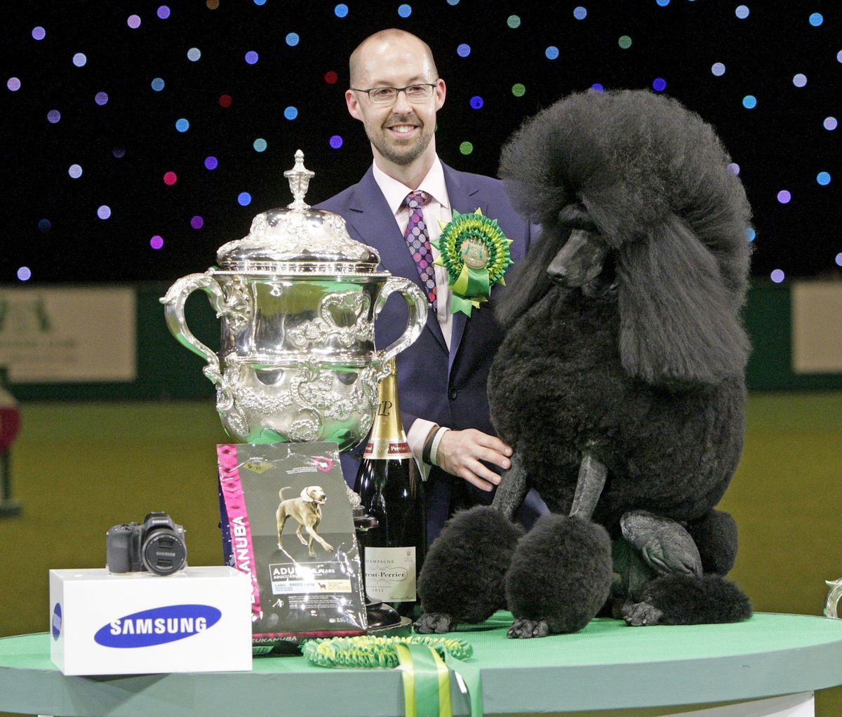 Afterglow Maverick Sabre Ricky, Crufts BIS 2014, abuelo de nuestros cachorros de caniche gigante en venta