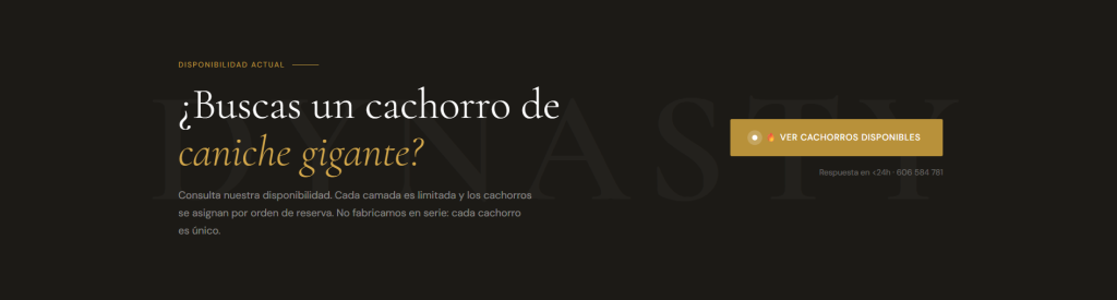 Ver cachorros de Caniche Gigante disponibles en España - Criadero M&Z Shadows of the Dynasty