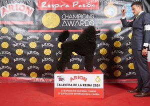 Caniche Gigante negro en exposición canina Champions Awards Talavera 2024
