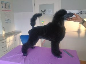 Max Exc 1 CAC CACIB - Salud y bienestar del Caniche Gigante en exposición