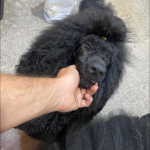 Onixmarther La Vida Es Vella - Caniche Gigante reproductora mostrando elegancia y porte