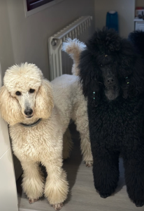 Caniche Gigante blanco y negro - Precio y valor de un cachorro con pedigree FCI