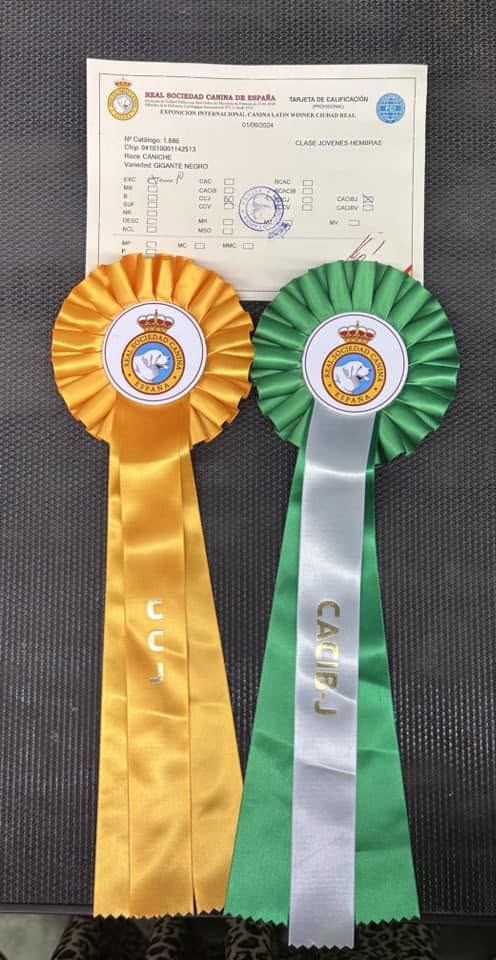 Bella Campeona Joven de Espana 13 meses