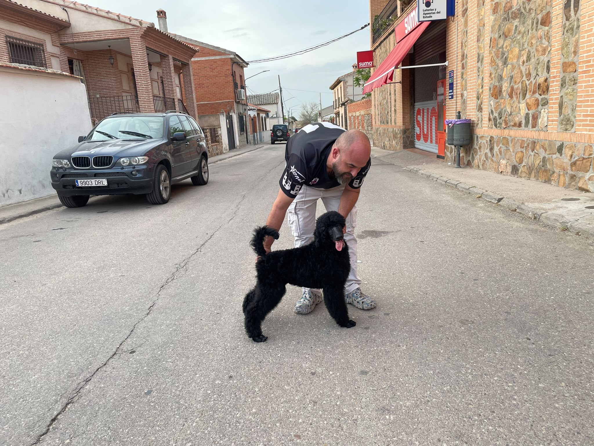 DEISY - Cachorra Caniche Gigante Negro 4 meses - Hija de DRACARIS y WIND