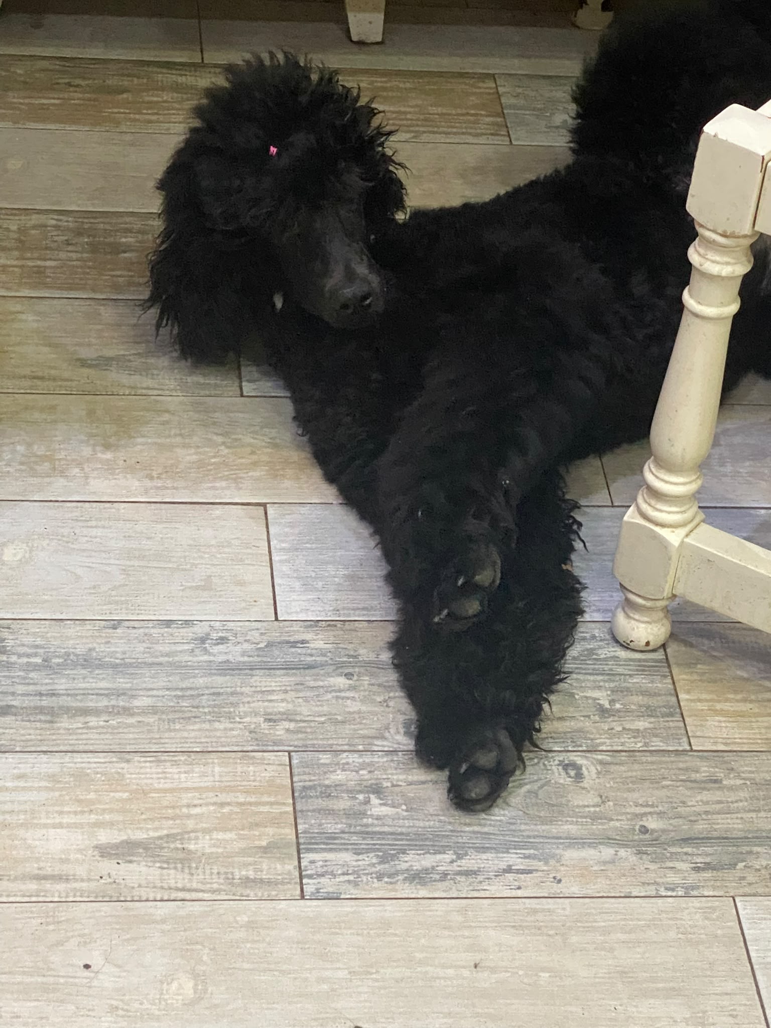 Athenea - Hija de Nemesis, caniche gigante