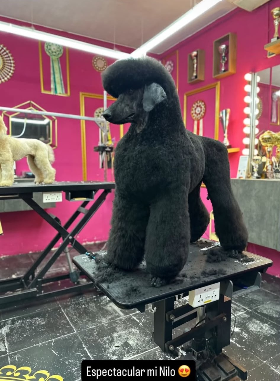 Nilo - Hijo de Nemesis y Jagger, perro de compañía
